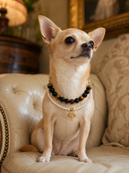 Pet wearing the KINLUME Nomad King handmade natural crystal collar