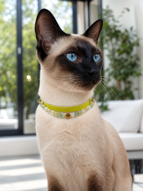 Pet wearing the KINLUME Lime Sorbet handmade natural crystal collar