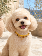 Pet wearing the KINLUME Solar Radiance handmade natural crystal collar