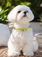 Pet wearing the KINLUME Lime Sorbet handmade natural crystal collar