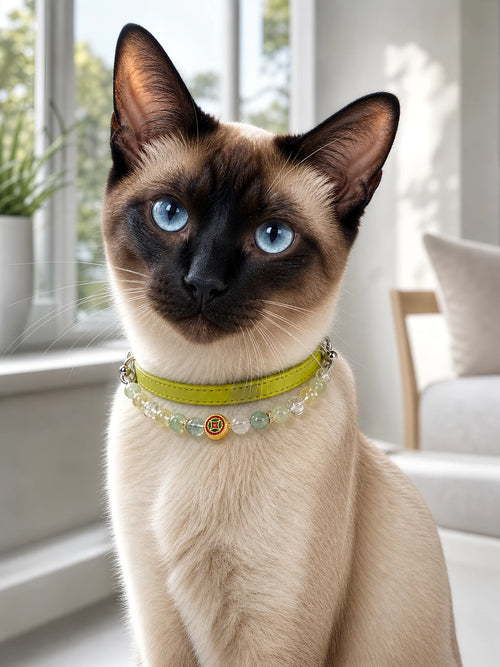 Pet wearing the KINLUME Lime Sorbet handmade natural crystal collar